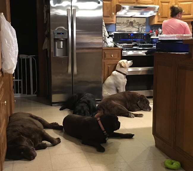 Bachman Mill Labrador Retrievers