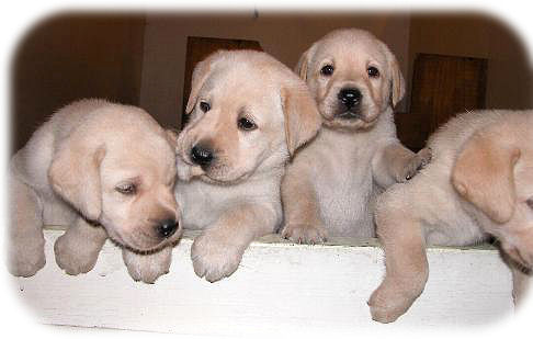 labrador puppies