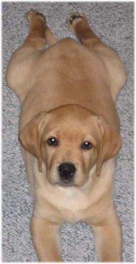 Labrador retriever puppies