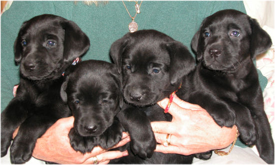 labrador puppies