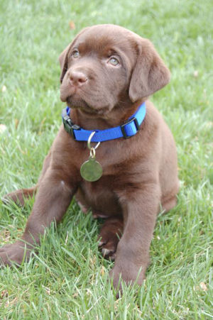 labrador puppies